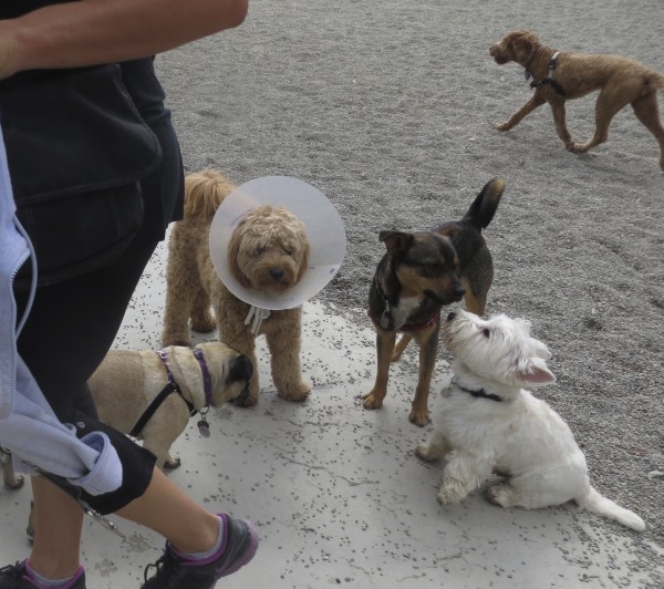 Goldendoodle in Elizabethan Collar, West Highland White Terrier, and Mixed-Breed Dog
