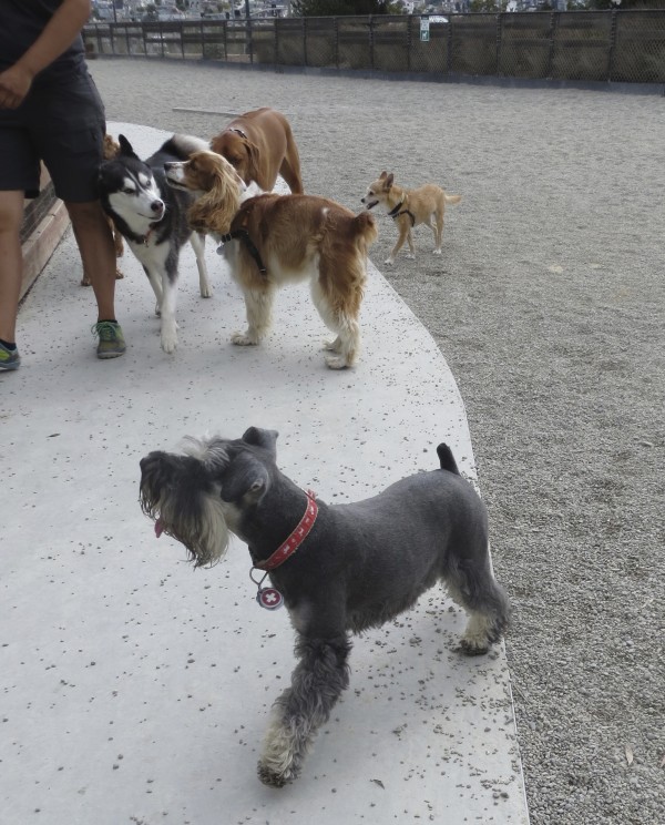 Salt and Pepper Standard Schnauzer with Other Dogs