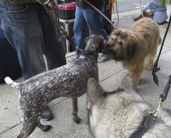 Briard, Akita, and German Shorthaired Pointer