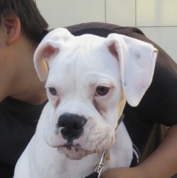 White Boxer Puppy with Spotty Lips