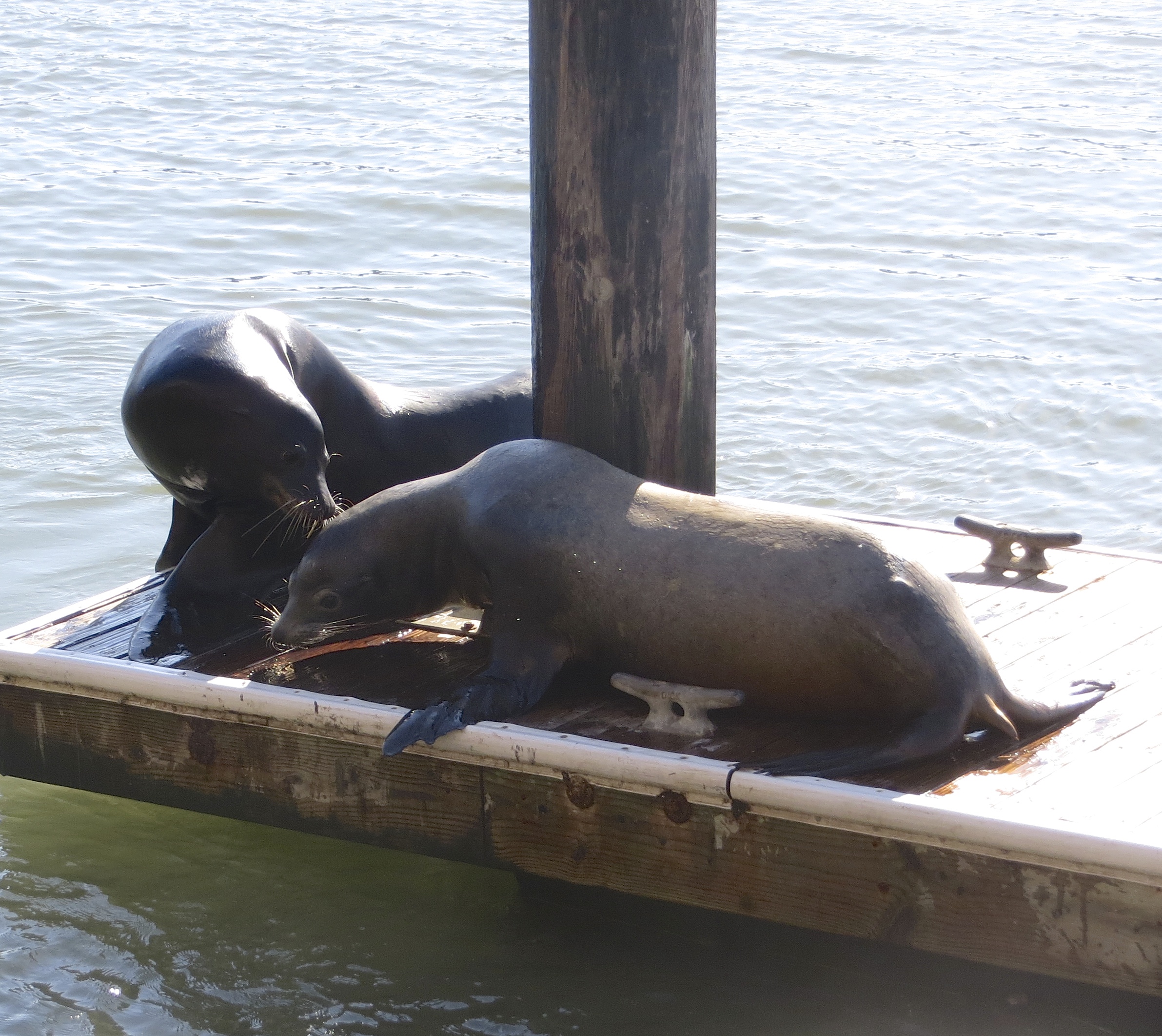 Two Sea Lions on a Dock