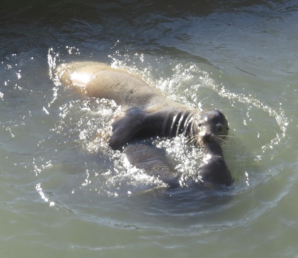 Two Sea Lions Playing in the Water