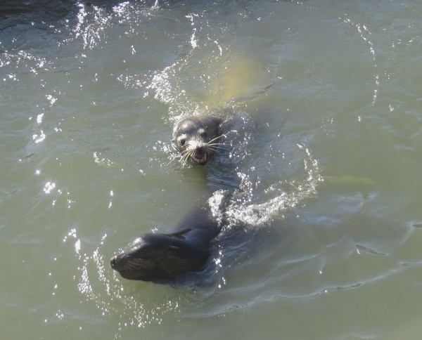 Two Sea Lions Playing in the Water