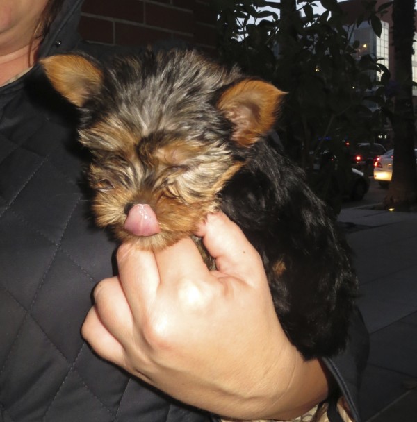 Tiny Yorkshire Terrier Puppy Sticking Her Tongue Out