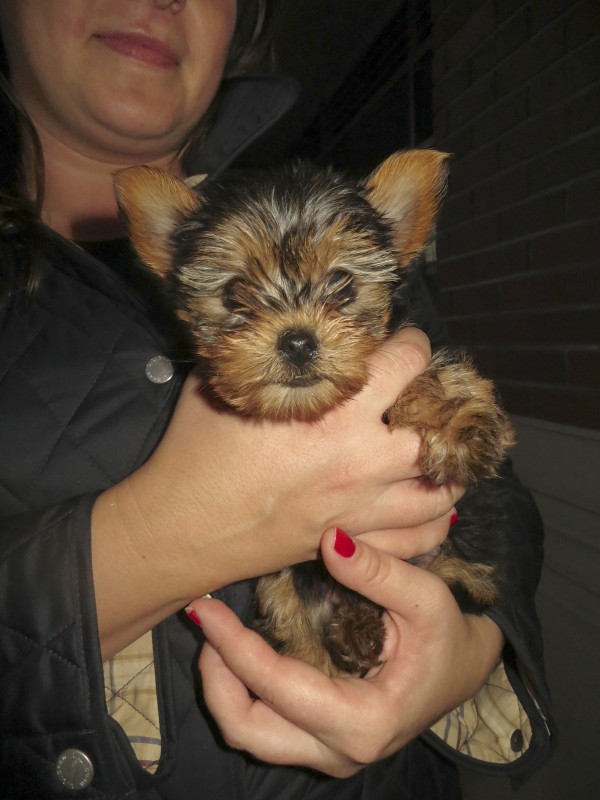Tiny Yorkshire Terrier Puppy