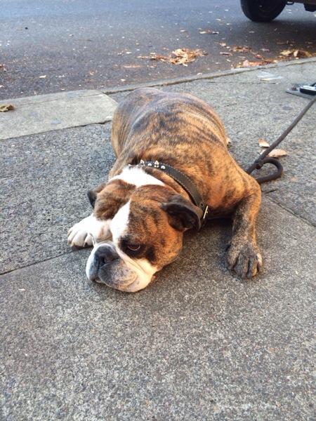 Dog of the Day: Deflated Bulldog (Post From Phone) | The Dogs of San ...