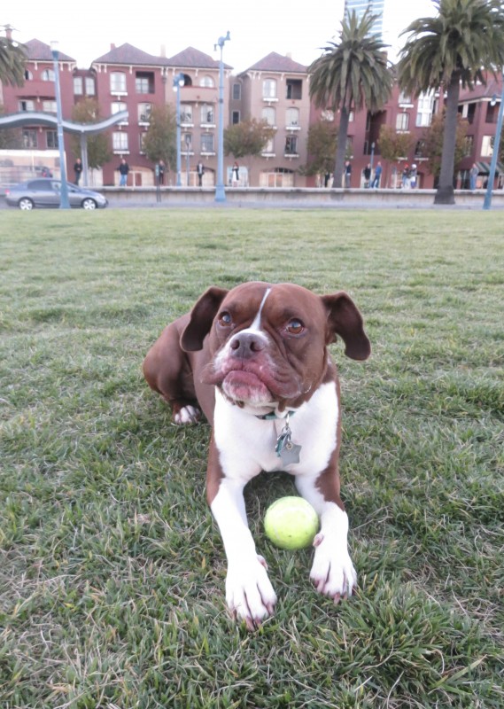 American Pit Bull Terrier/Boston Terrier/Boxer Mix With a Tennis Ball Making a Goofy Face