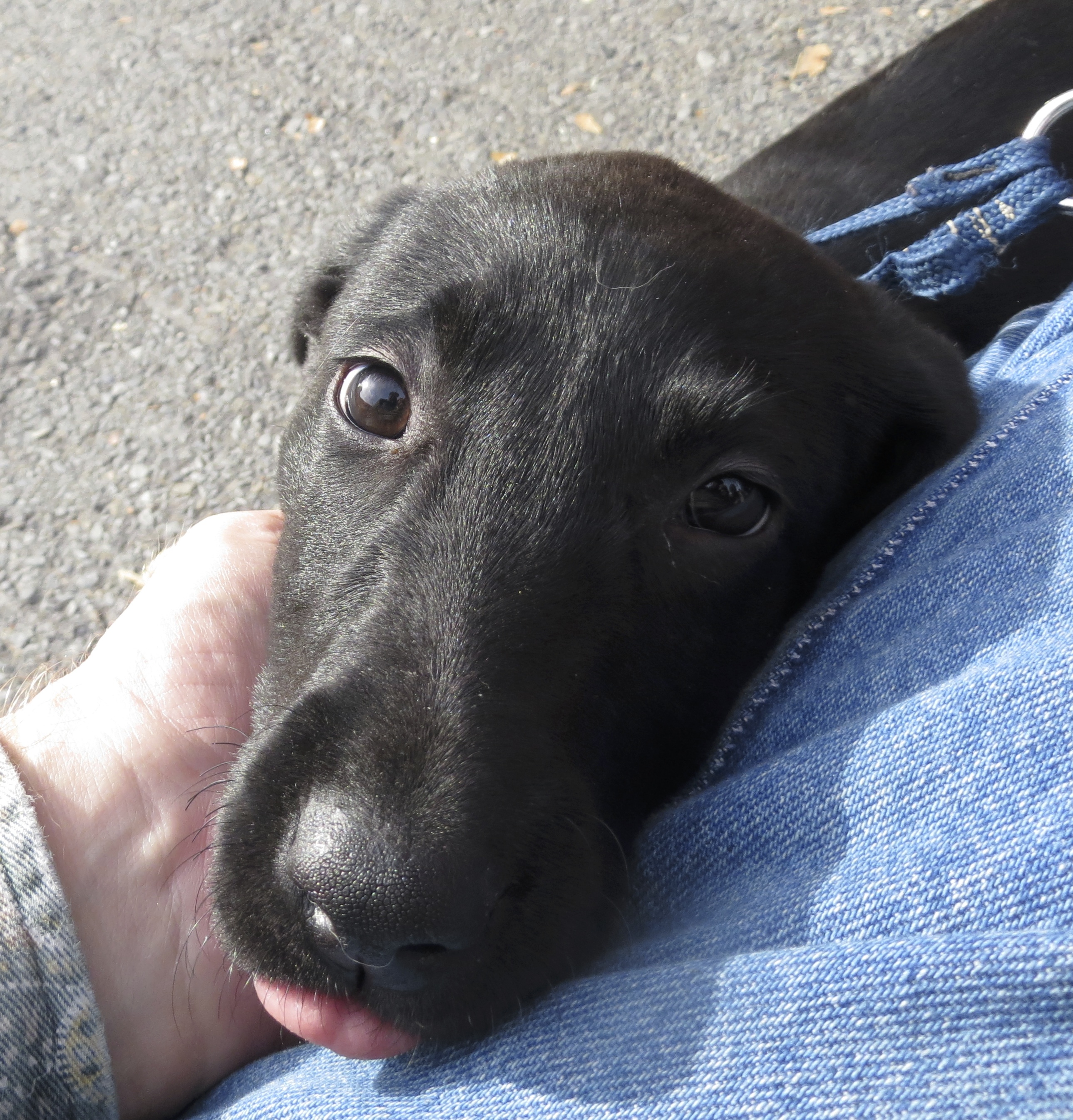 Black Labrador Retriever Puppy Sticking His Tongue Out