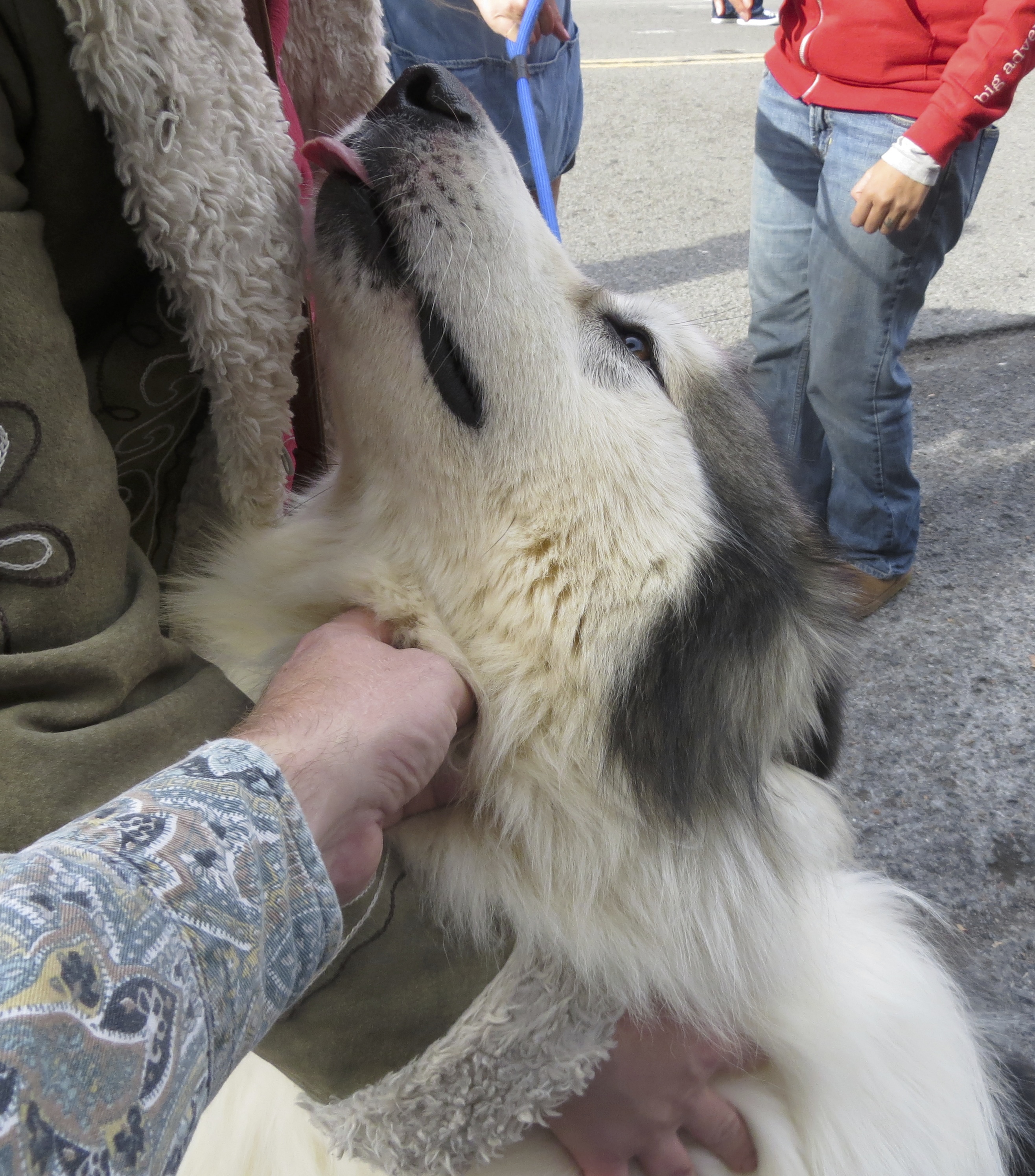 Woolly Malamute Being Petted