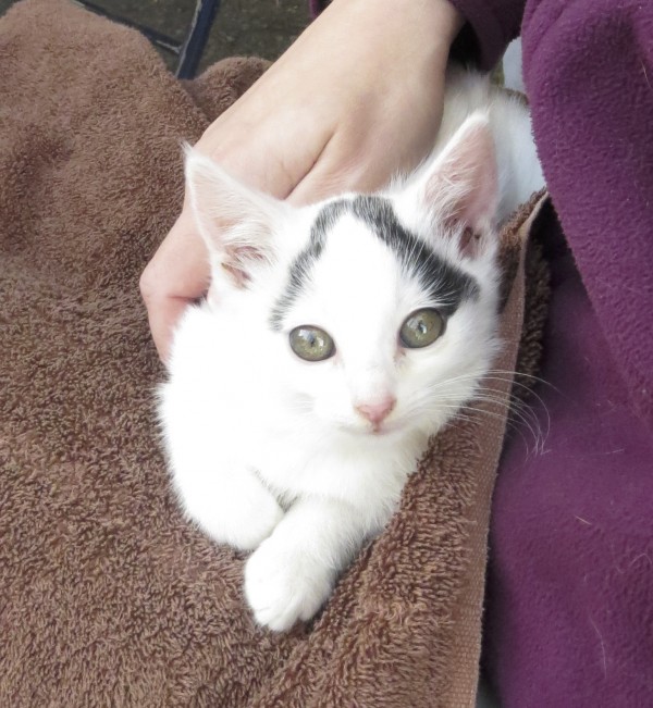 White Cat with Black Eyebrows