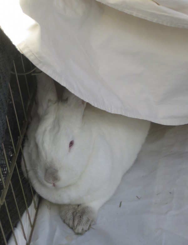 White Rabbit With Grey Nose And Feet