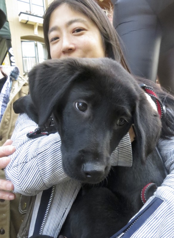 black siberian retriever