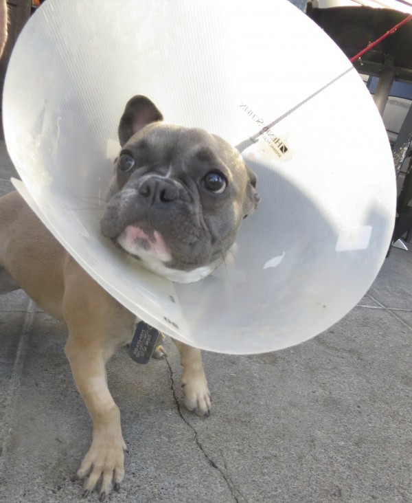 French Bulldog with Cone of Shame