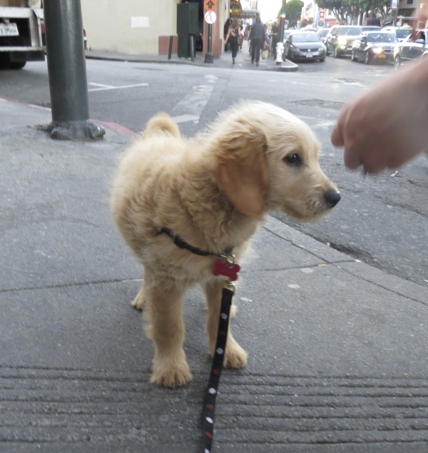 Small Fluffy Goldendoodle Puppy