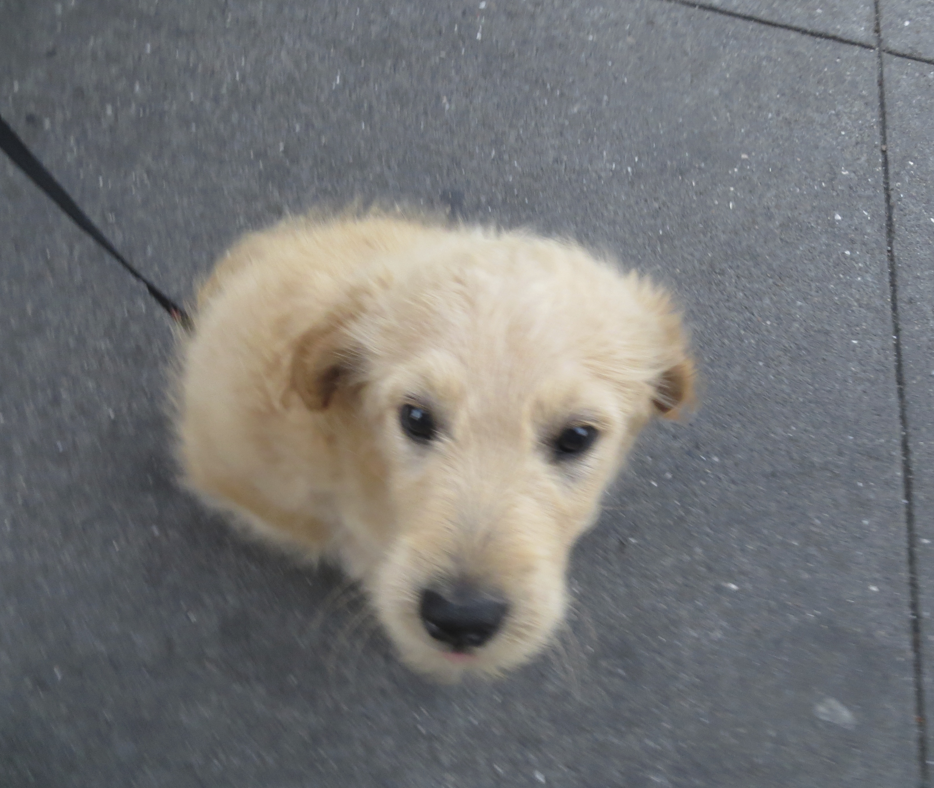 Small Fluffy Goldendoodle Puppy-Ball
