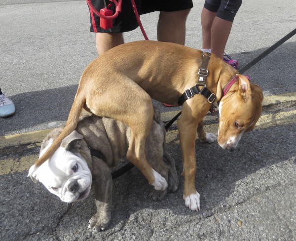 Brindle and White English Bulldog Puppy, and Tan Pit Bull Mix Play-Fighting