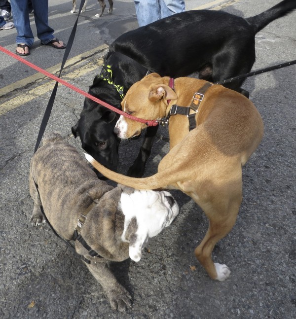 Black Labrador Retriever, Brindle and White English Bulldog Puppy, and Tan Pit Bull Mix Sniffing Butts