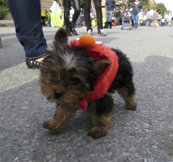 Yorkshire Terrier Puppy in Elmo Costume