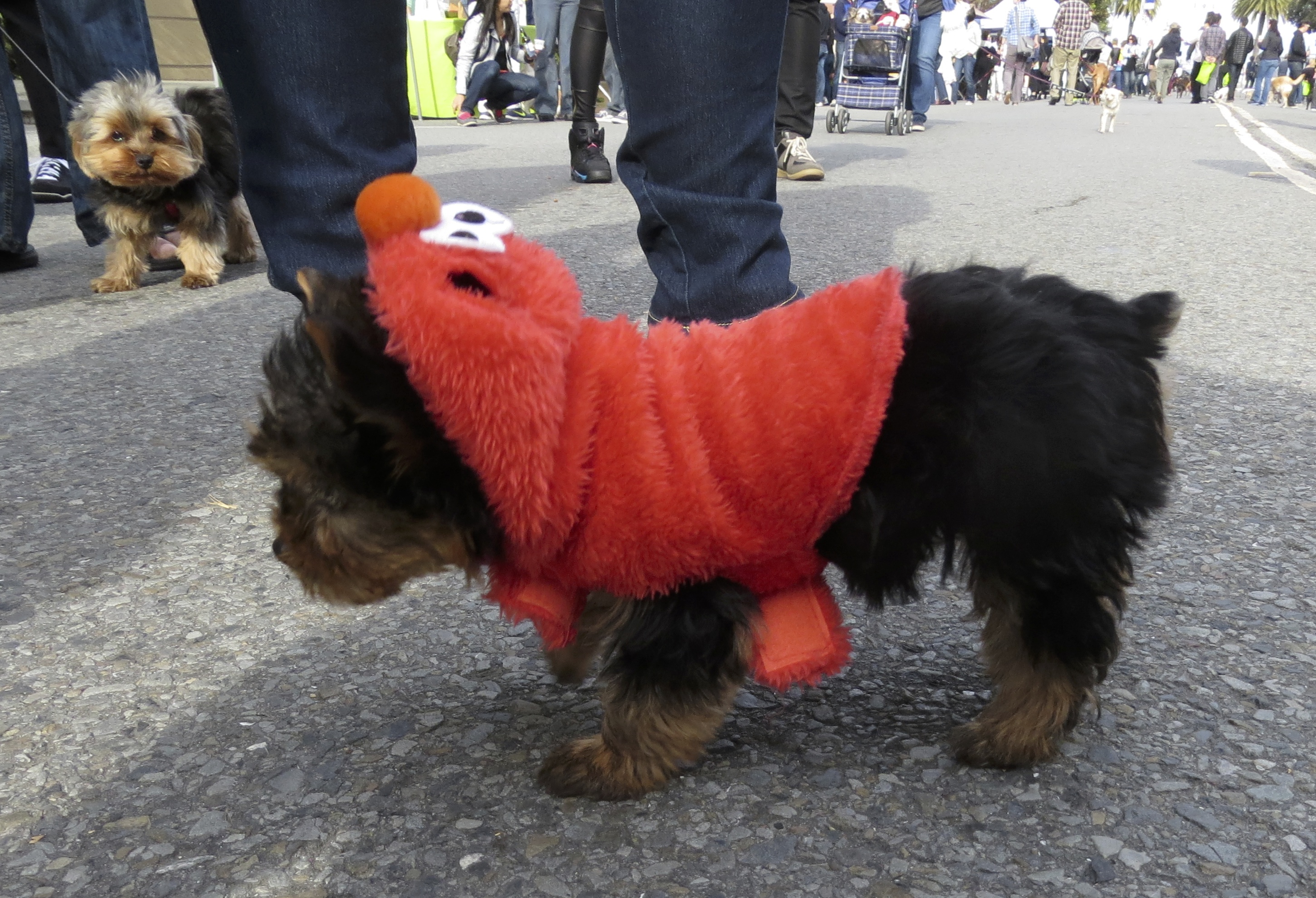 Yorkshire Terrier in Elmo Costume