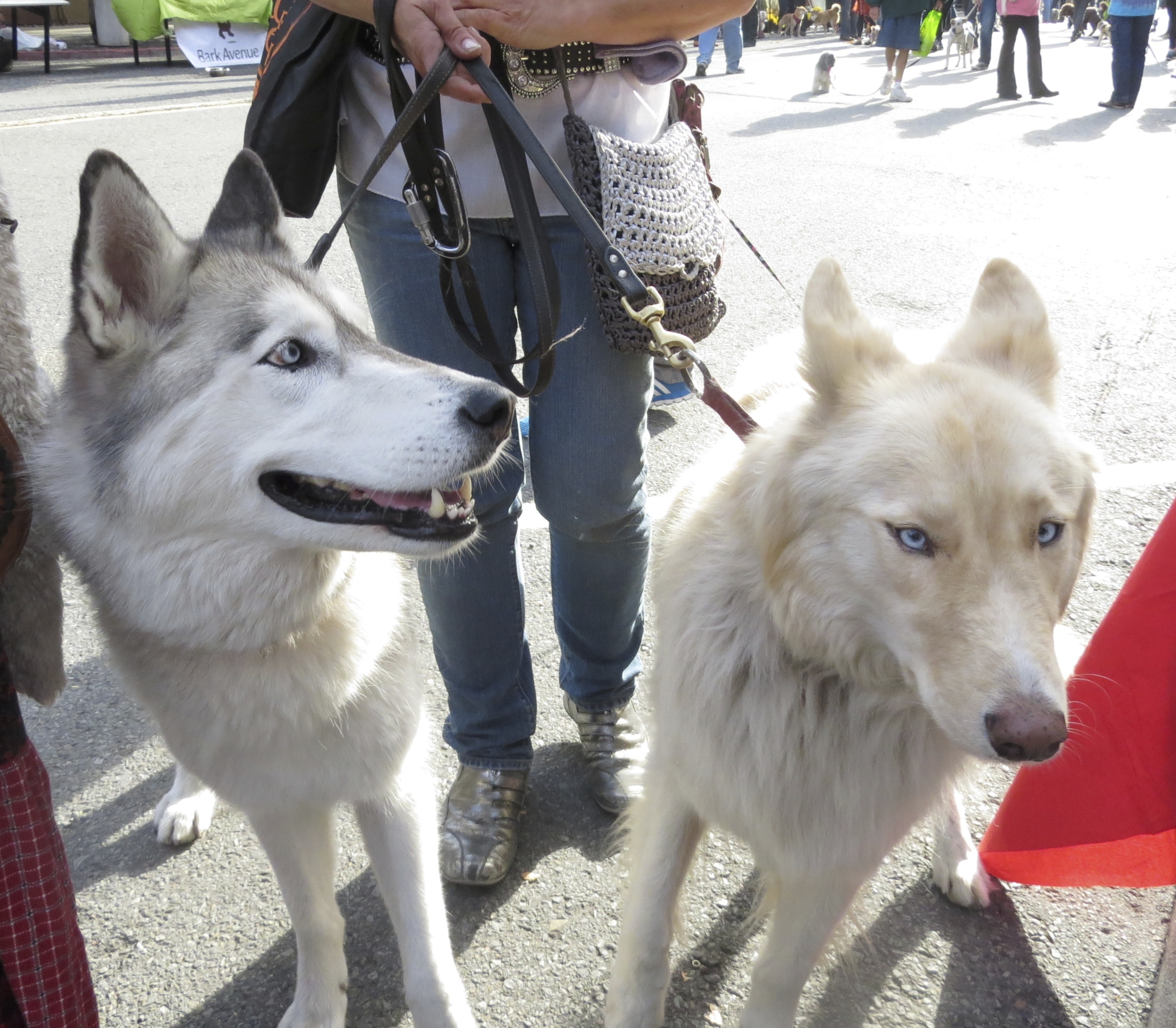 Silver-and-Whte Siberian Husky and Very Light Blonde Siberian Husky (Mix?)