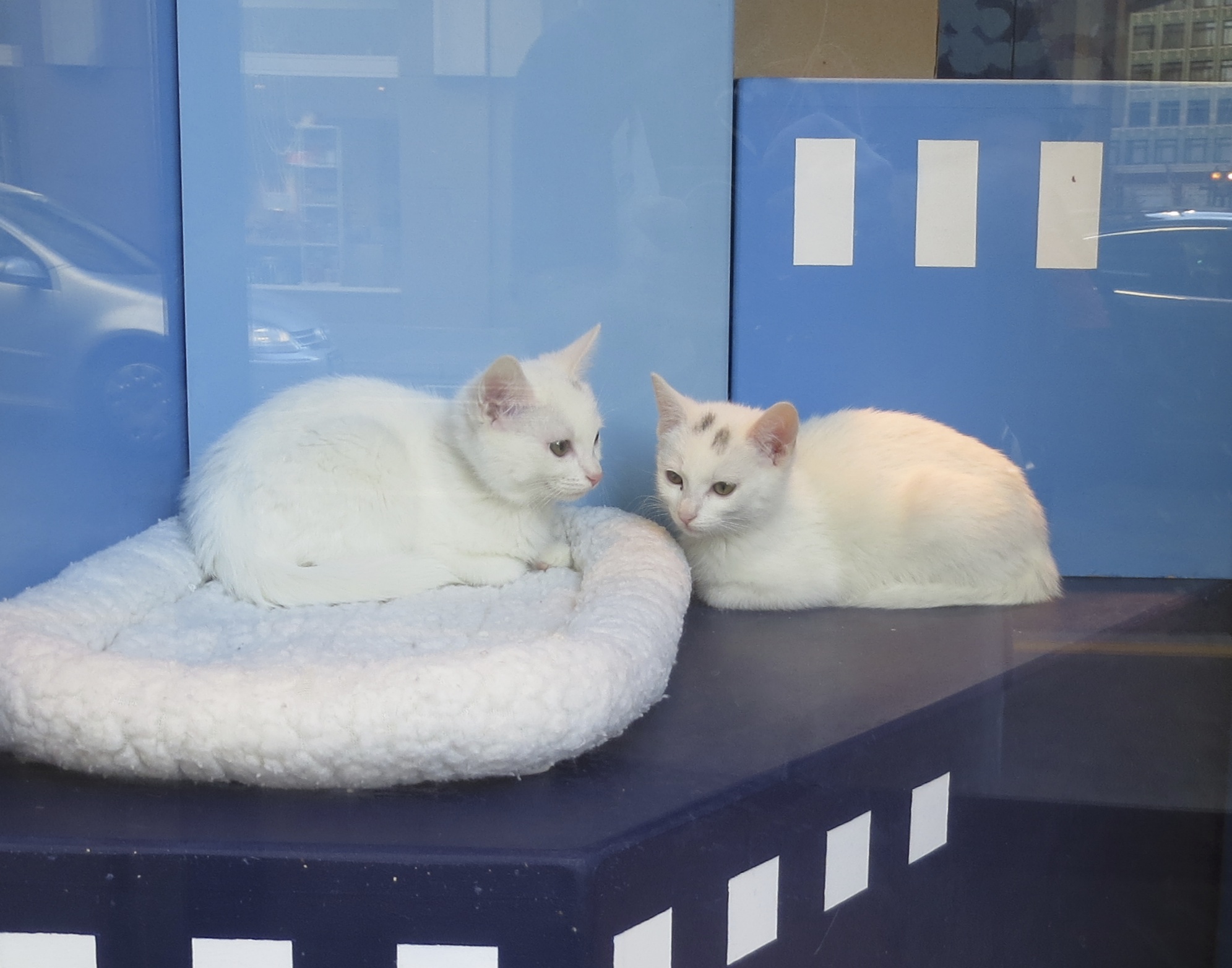 Two White Cats with Black Marks on Their Heads