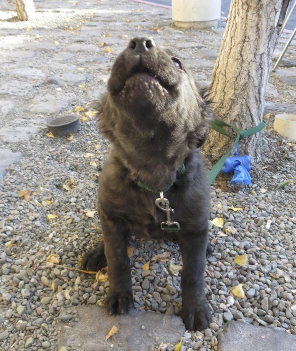 Ridiculously Adorable Black Brindled Australian Cattle Dog/Labrador Retriever Mix Puppy Howling