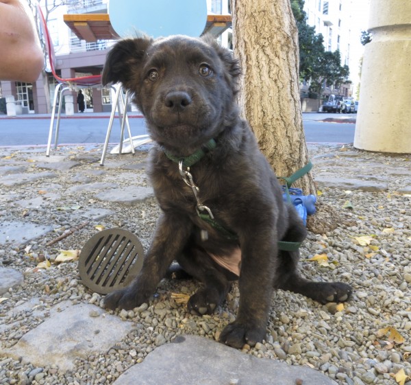 Ridiculously Adorable Black Brindled Australian Cattle Dog/Labrador Retriever Mix Puppy