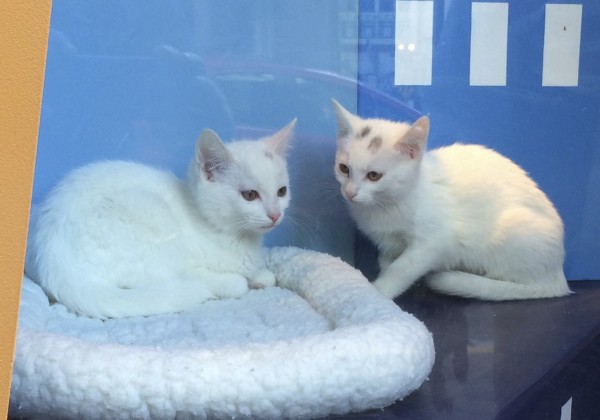 Two White Cats with Black Marks on Their Heads