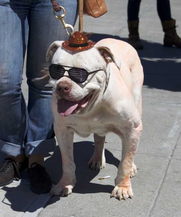 White Bulldog With Tiny Orange Giants Cowboy Hat And Sunglasses