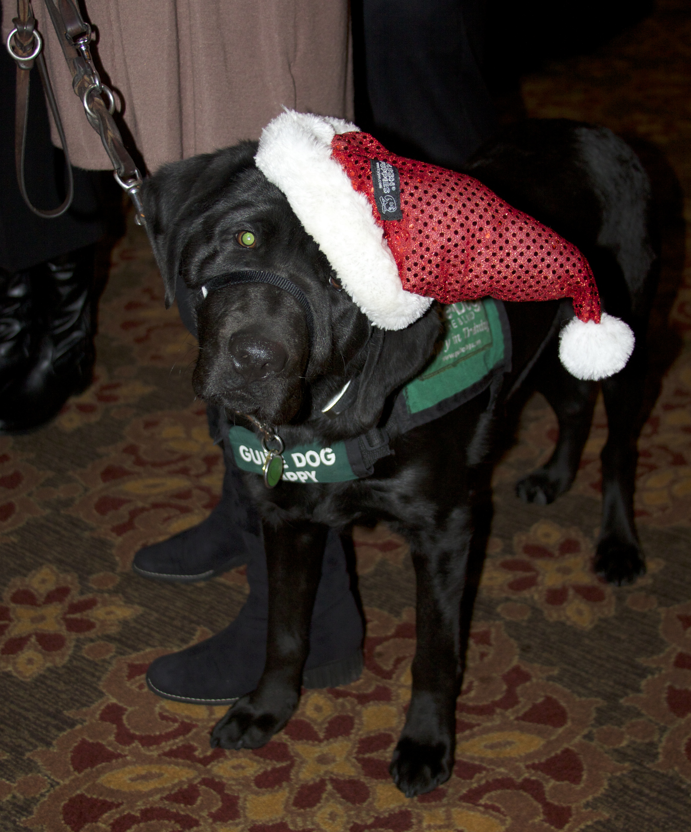 Black Labrador Retriever Guide Dog Trainee in a Santa Hat