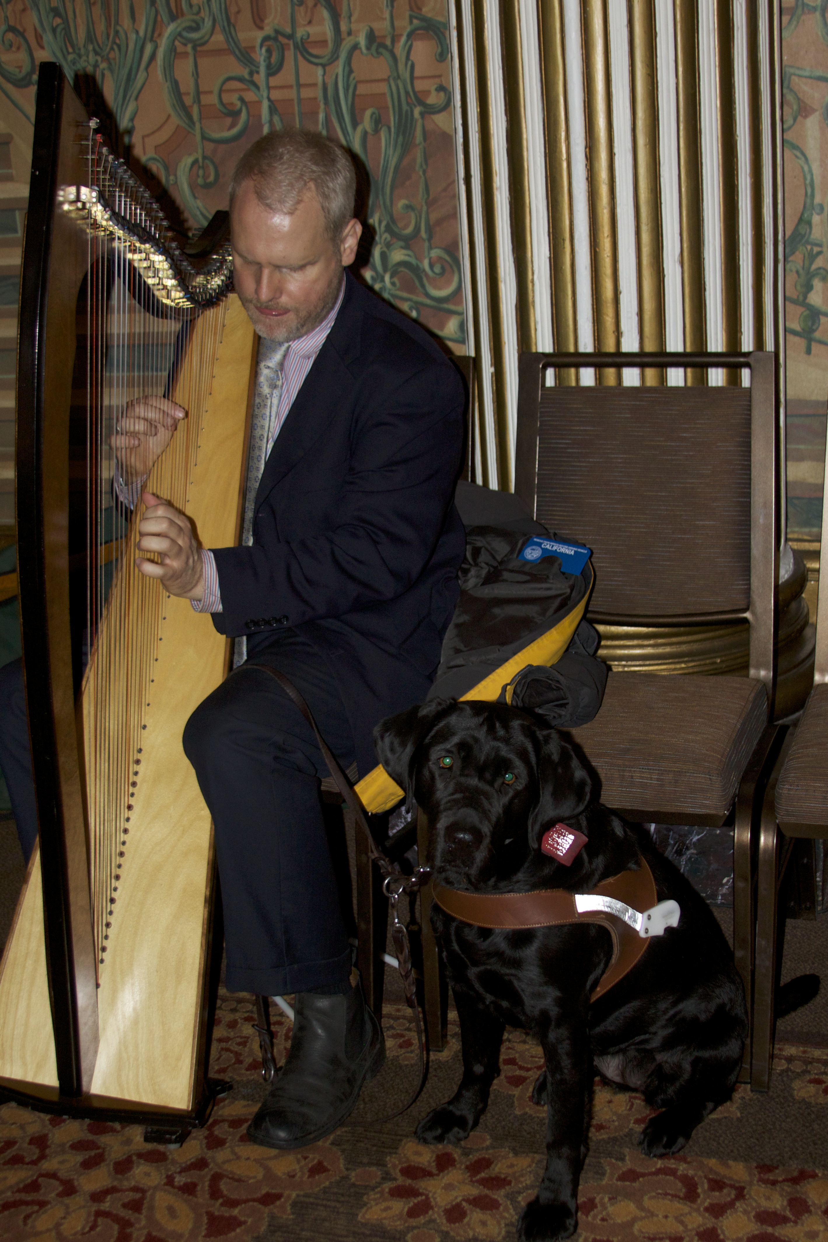 Man With Black Labrador Retriever Guide Dog Playing Celtic Harp
