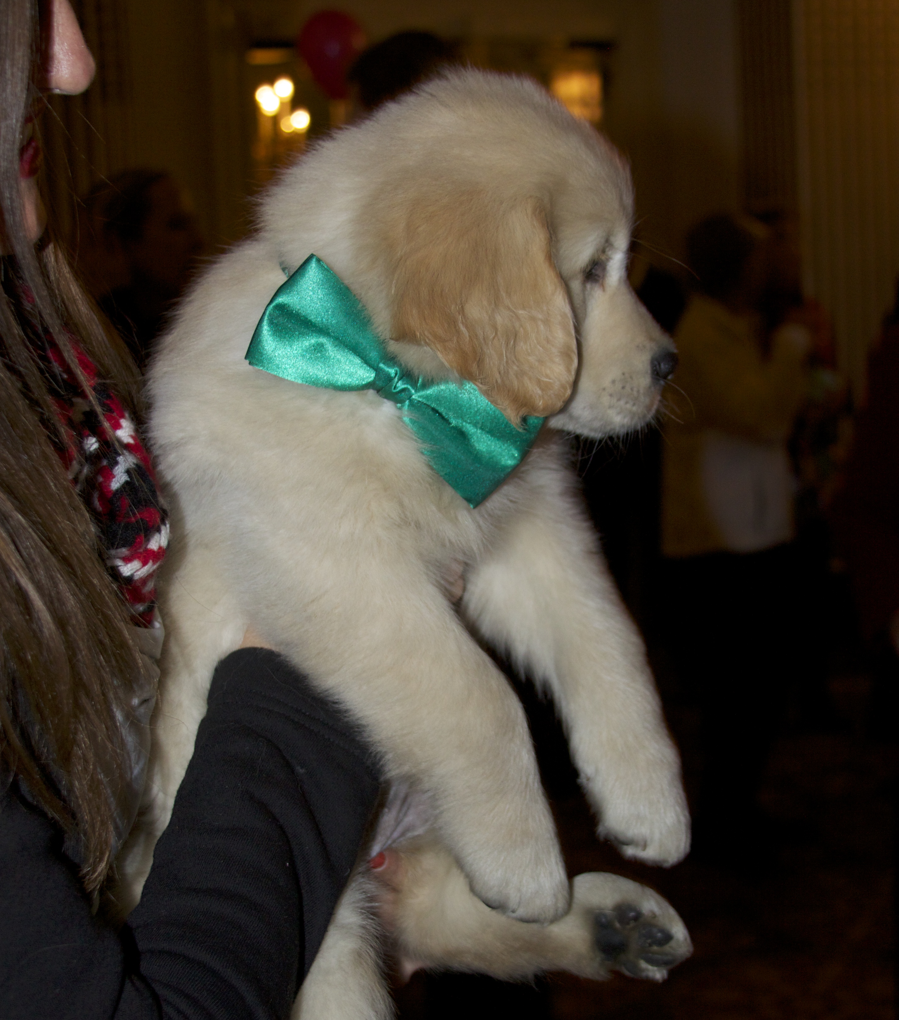 Six-Week-Old Golden Retriever Puppy With Green Bow On Her Collar