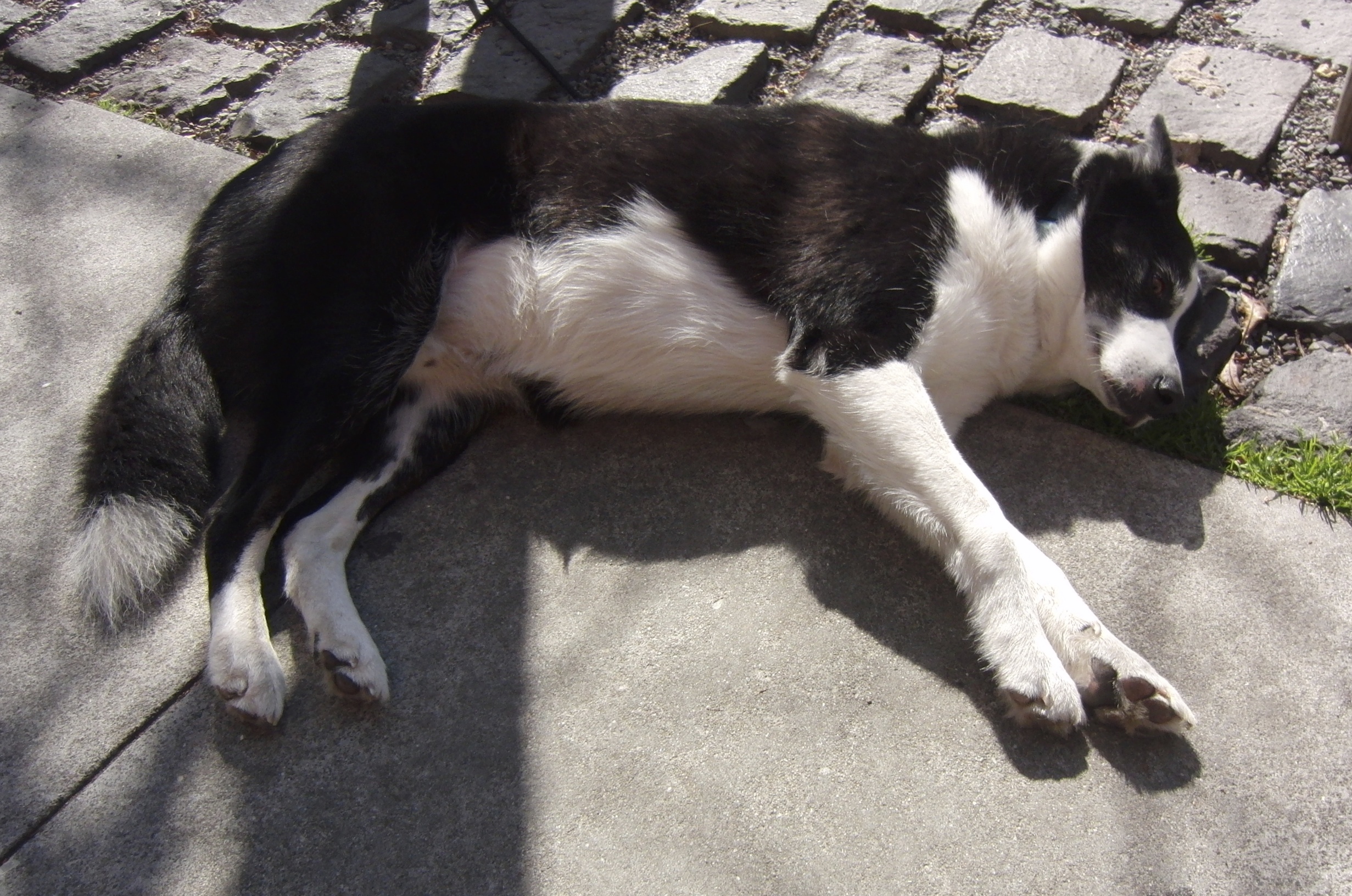 Black and White Husky/Border Collie Mix Lying Down