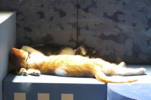 Two Sleeping Kittens