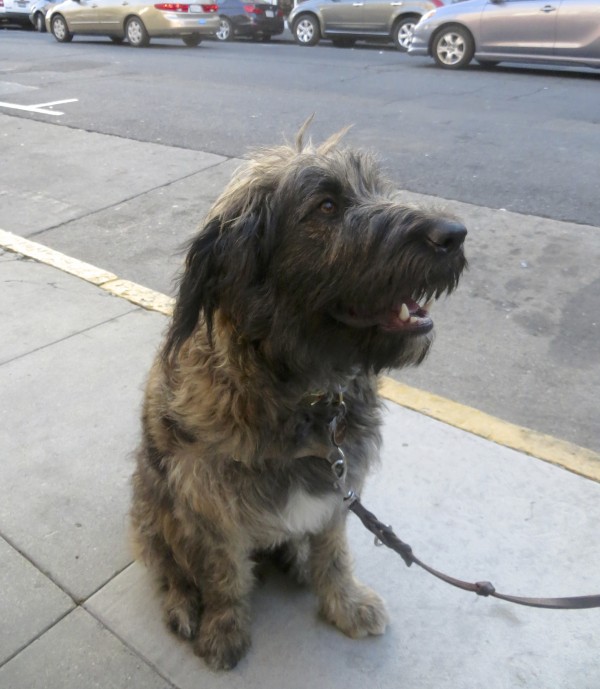 Scruffy Black, Brown, and Tan German Shepherd Poodle Mix With White Spot On Chest