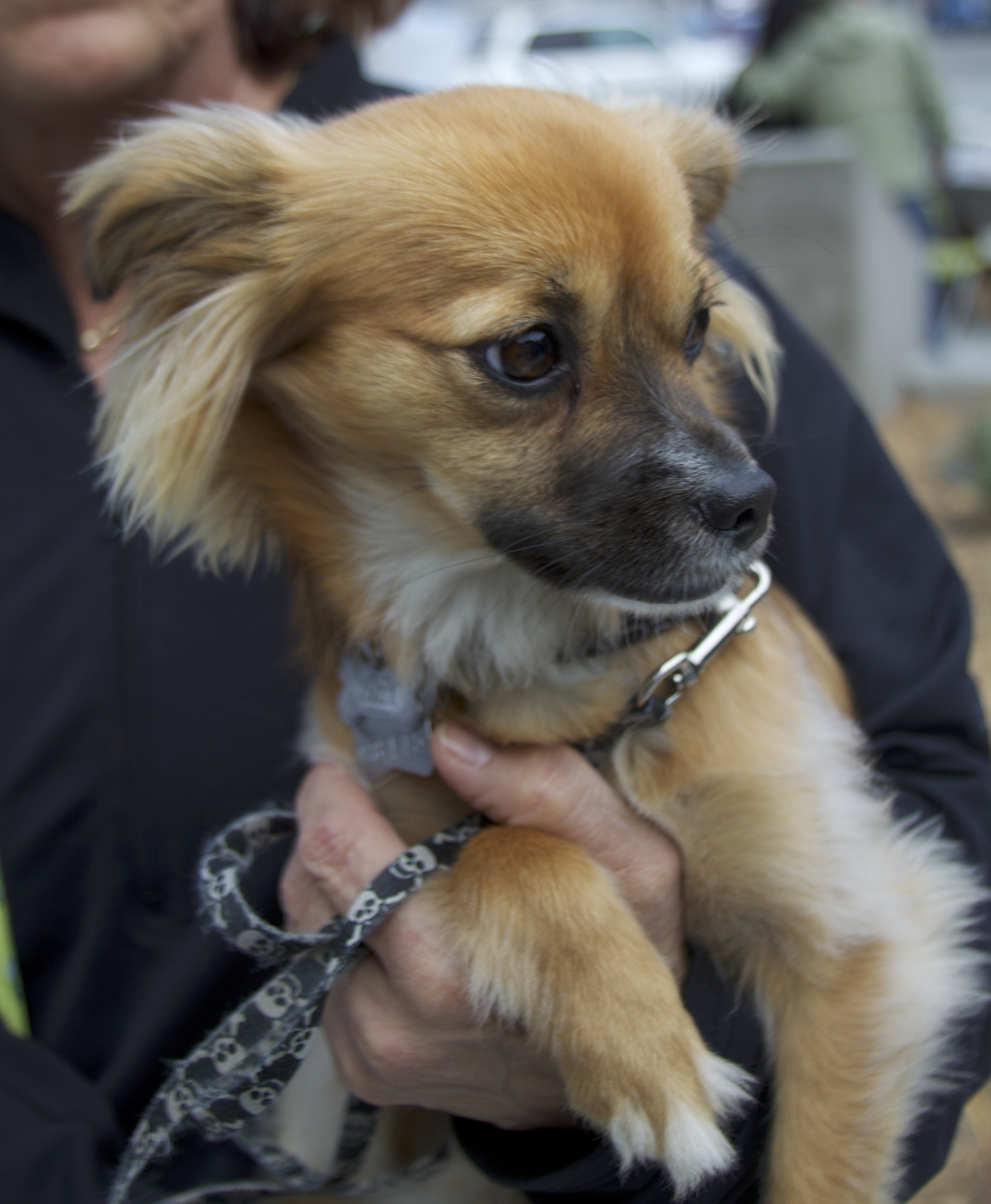 Tan-and-Whtie Pomeranian/Chihuahua/Dachshund Mix With Lots Of Ear Hair And Black Mask
