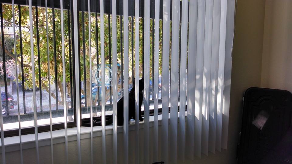 Small Tuxedo Cat Standing On Windowledge