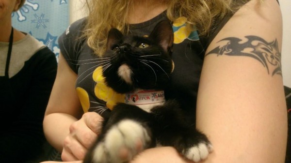 Tuxedo Kitten Adopted from San Francisco SPCA