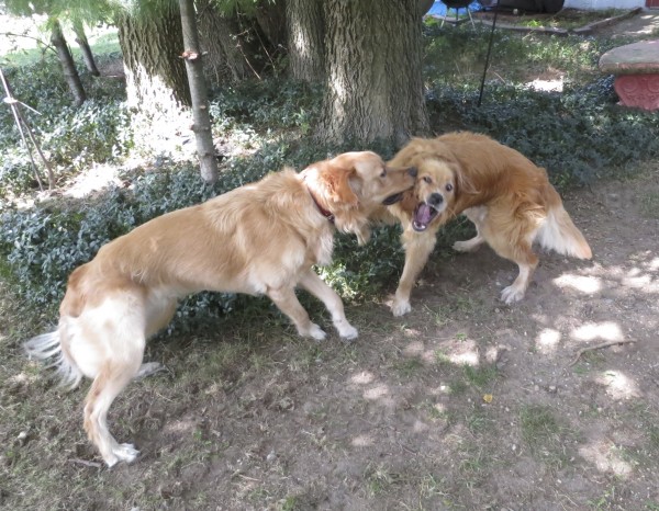 Two Golden Retrievers Playing