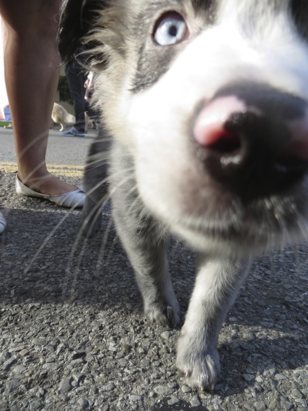 Australian Shepherd Mix Puppy Sticking His Nose In The Camera