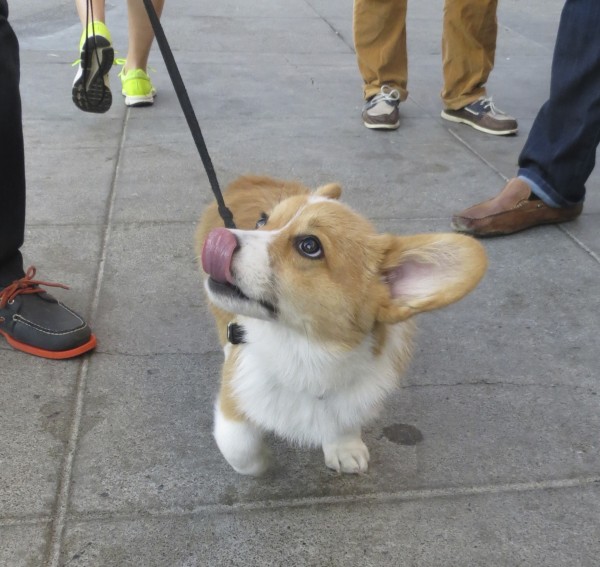 4-Month-Old Red Pembroke Welsh Corgi Puppy Licking His Nose