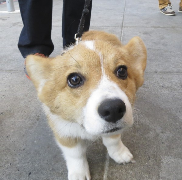 4-Month-Old Red Pembroke Welsh Corgi Puppy Staring Into Camera