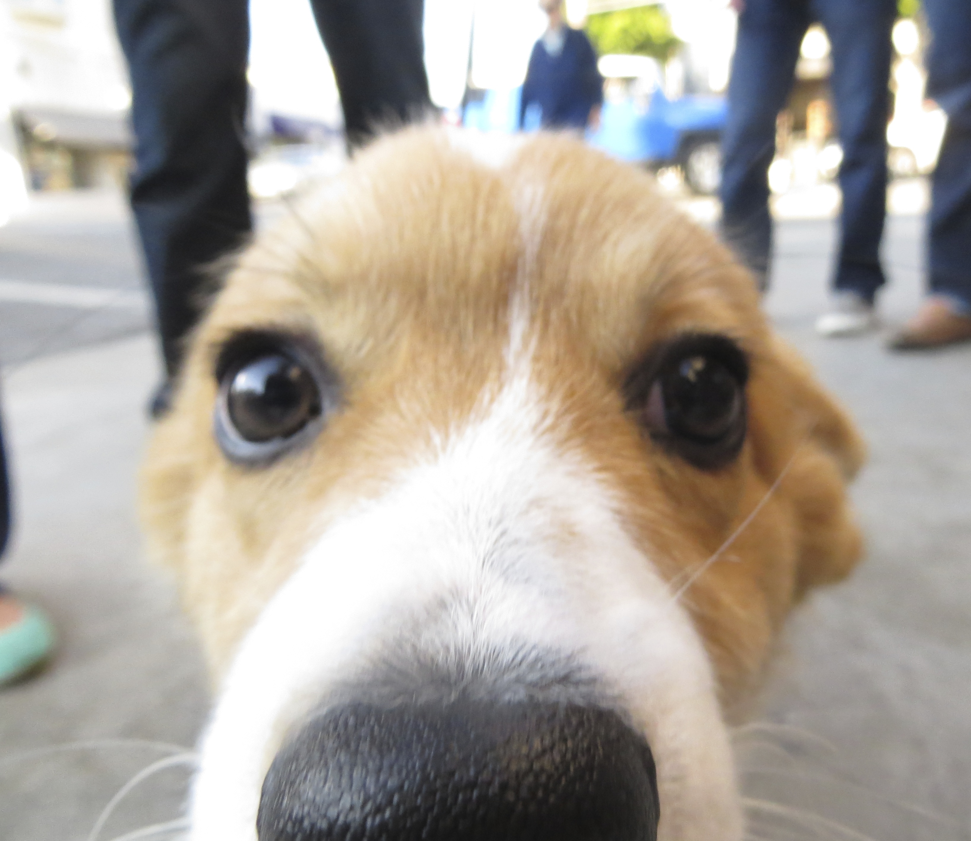 4-Month-Old Red Pembroke Welsh Corgi Puppy With His Nose Against The Camera