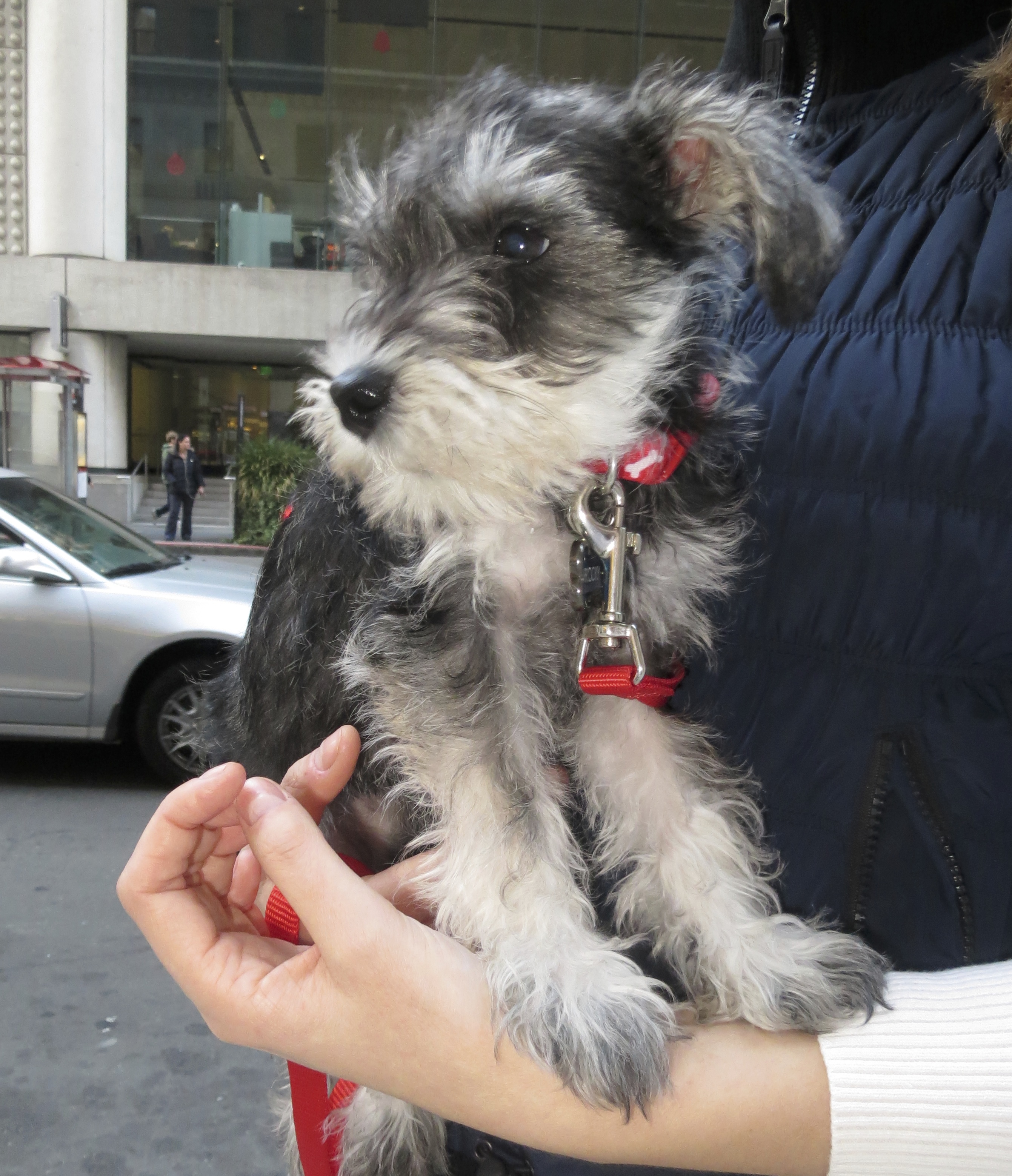 Black-And-Silver Miniature Schnauzer Puppy