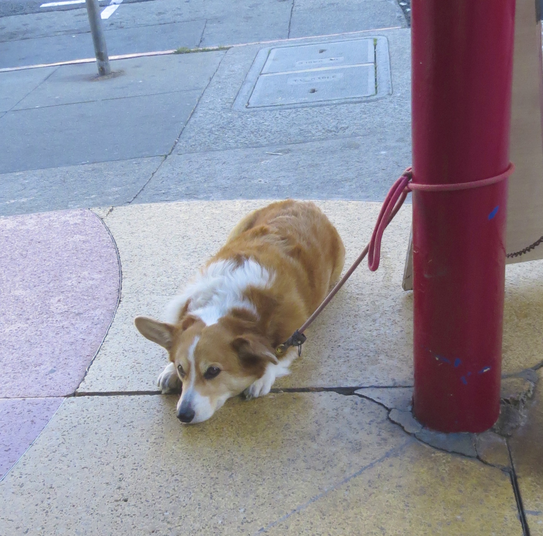 Red Pembroke Welsh Corgi Tied To Red Pole