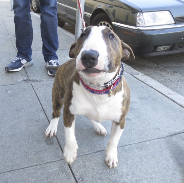 Brindle-and-White Bull Terrier