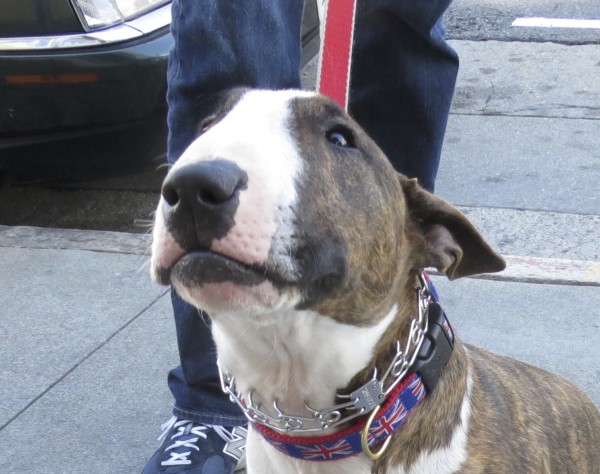Brindle-and-White Bull Terrier
