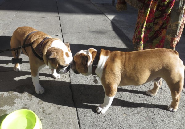 Two Brown-and-White English Bulldogs