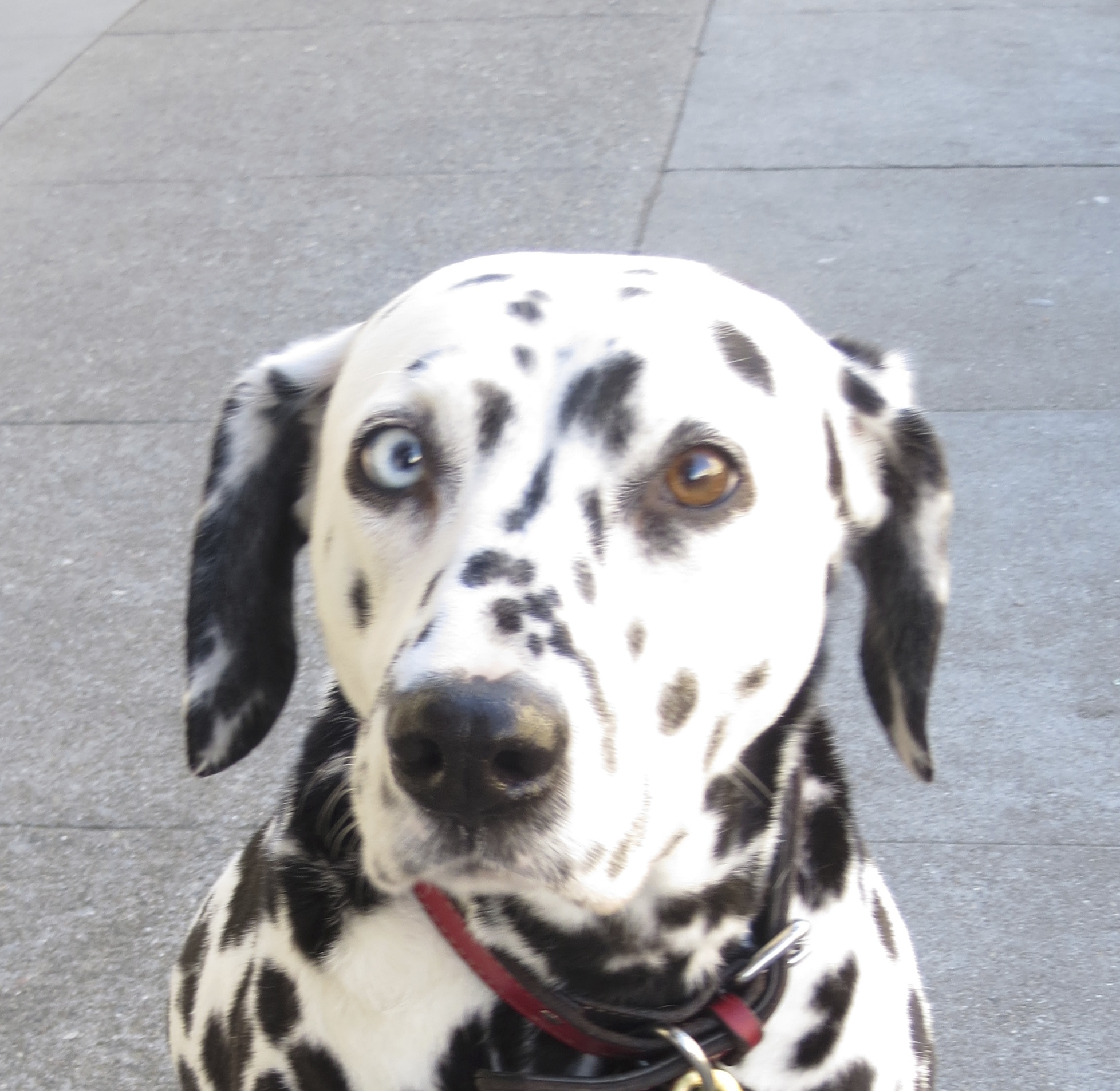 Dalmatian with heterochromia