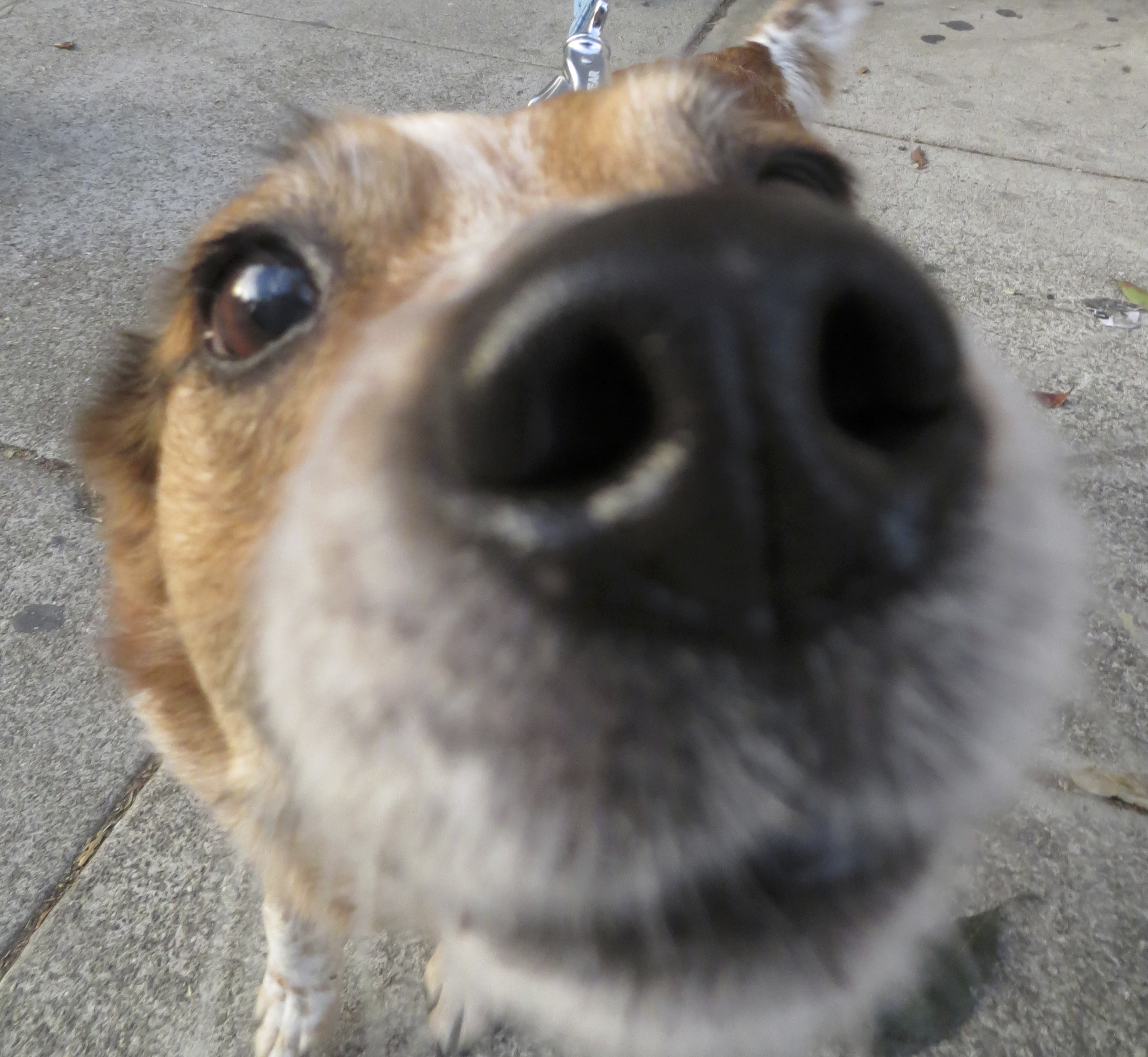 Blue heeler beagle cheap mix puppy